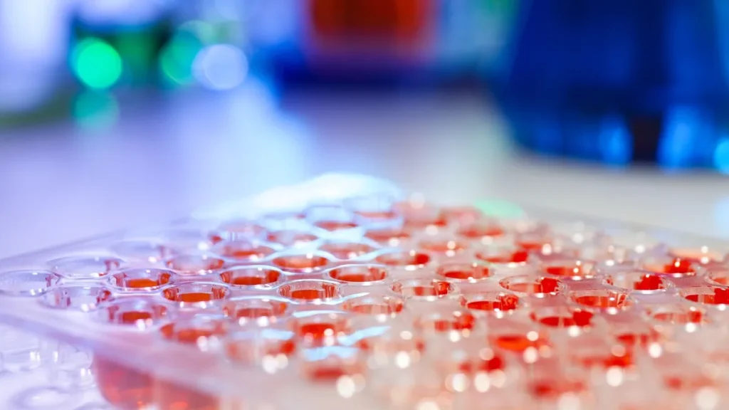 Laboratory microplate used in controlled biological research.