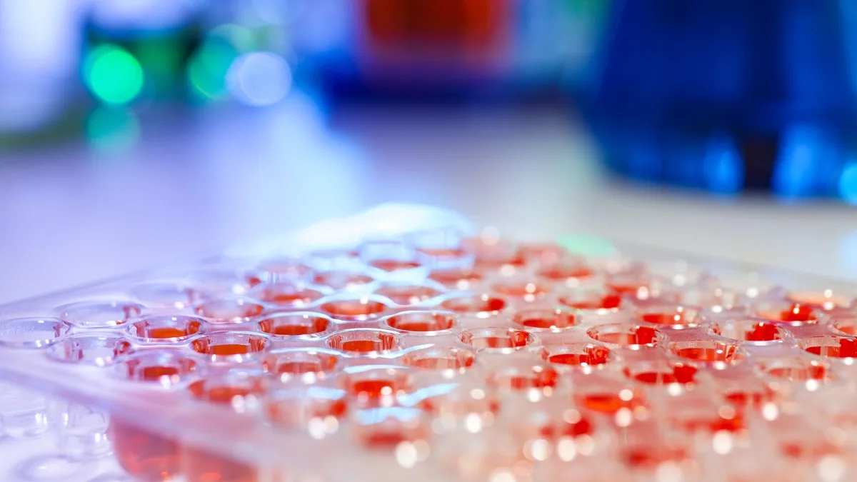 Laboratory microplate used in controlled biological research.