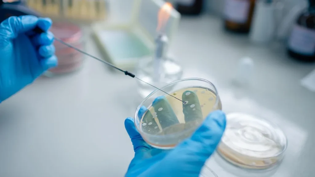 Researcher working with a prepared laboratory sample in a Petri dish.
